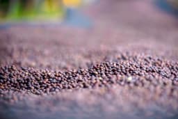 Anaerobic Coffee