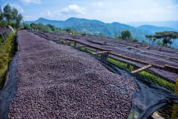 Anaerobic Coffee