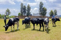 Dairy Project
