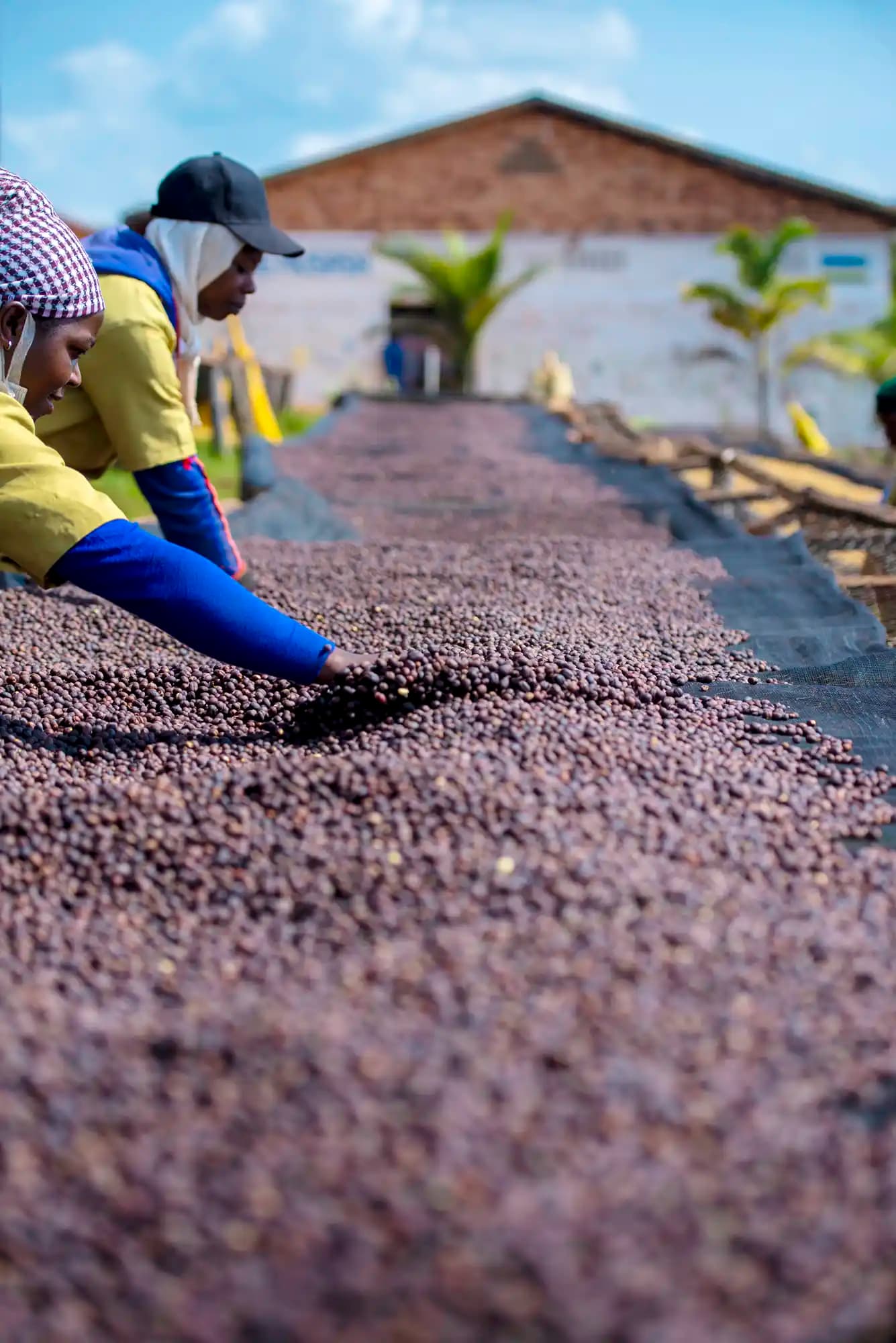 Anaerobic Coffee