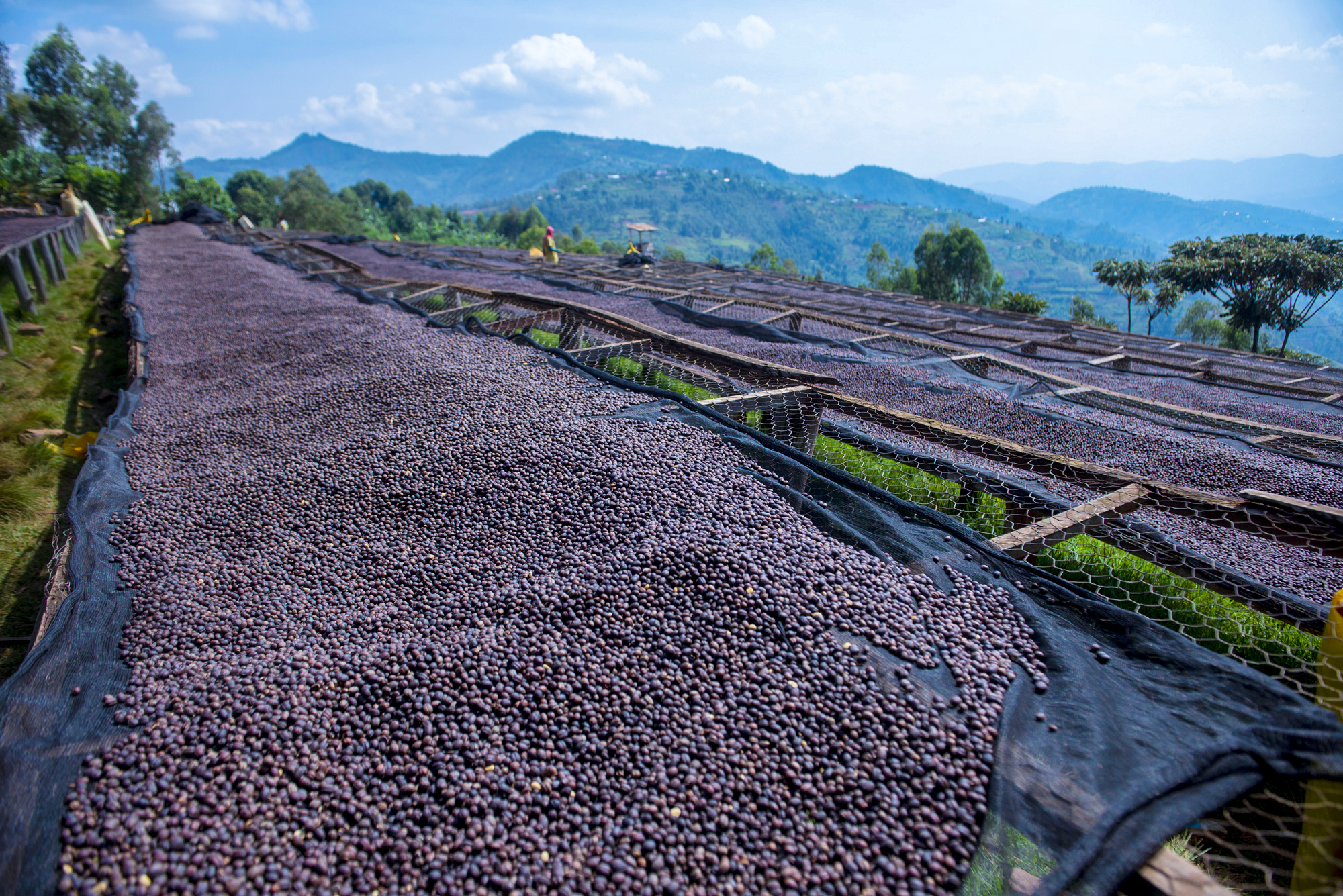 Natural coffee